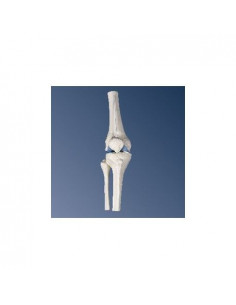 3B Scientific, modello...