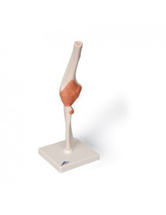 3B Scientific. Modello...