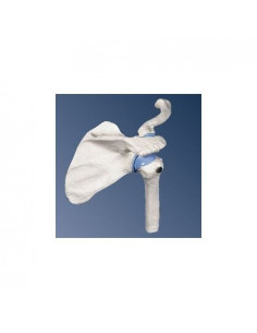 3B Scientific, modello...