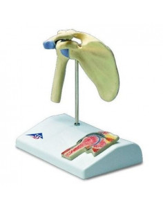 3B Scientific, modello di...