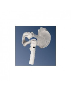 3B Scientific, modello...