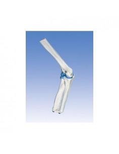 3B Scientific, modello...