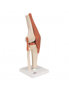 3B Scientific, modello... 2