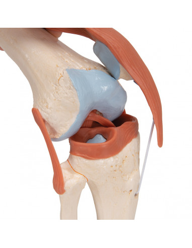 3B Scientific, modello funzionale di...