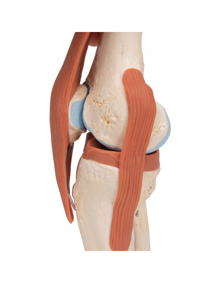 3B Scientific, modello funzionale di lusso dell''articolazione del ginocchio A82/1