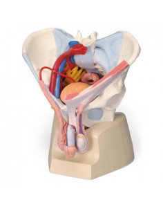 Pelvi maschile 3B...