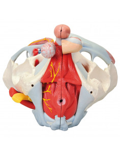 Pelvi maschile 3B... 2