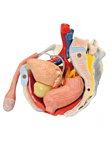 Pelvi maschile 3B Scientific con...