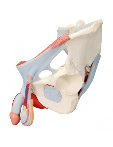 Pelvi maschile 3B Scientific con...