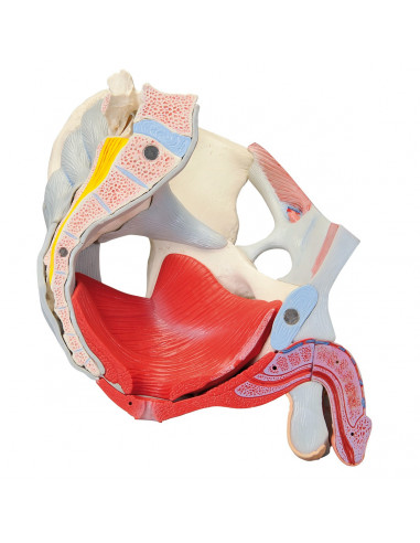 Pelvi maschile 3B Scientific con...