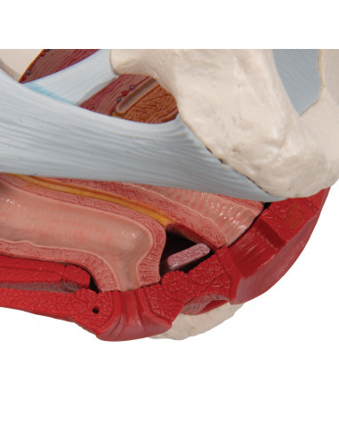 Pelvi femminile 3B Scientific H20/3,...