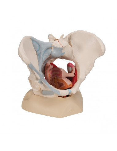 Pelvi femminile 3B Scientific H20/3,...