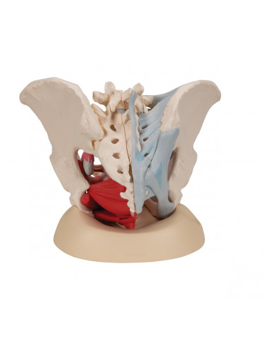 Pelvi femminile 3B Scientific H20/3,...