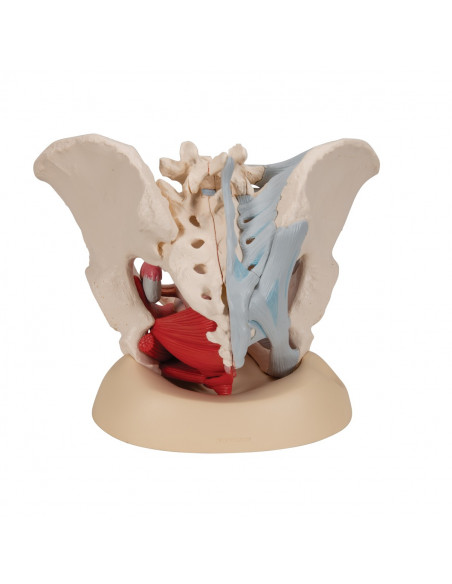 Pelvi femminile 3B Scientific H20/3, con legamenti, in sezione mediosagittale