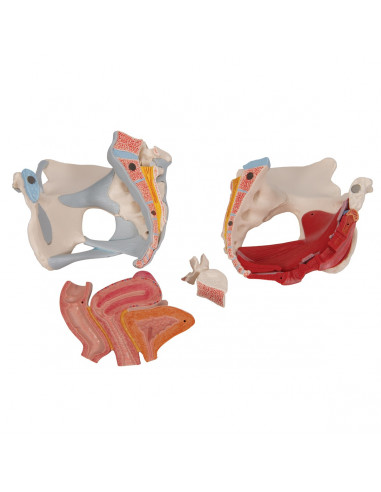 Pelvi femminile 3B Scientific H20/3,...