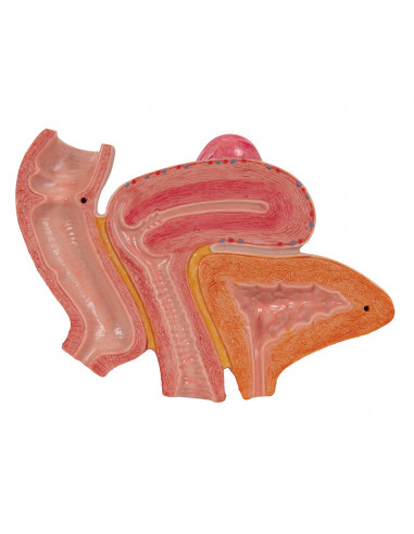 Pelvi femminile 3B Scientific H20/3,...