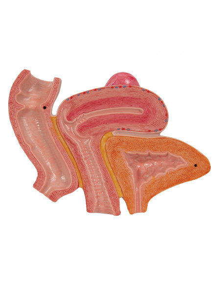 Pelvi femminile 3B Scientific H20/3, con legamenti, in sezione mediosagittale