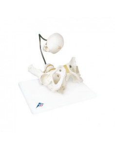 3B Scientific, Modello...