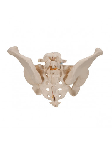 Pelvi femminile 3B Scientific H20/1,...