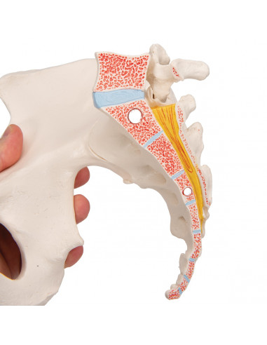 Pelvi femminile 3B Scientific H20/1,...