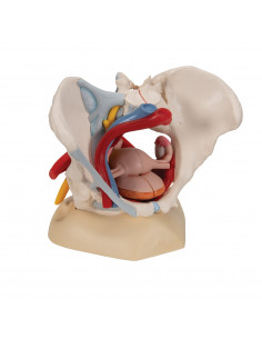 Pelvi femminile 3B... 2