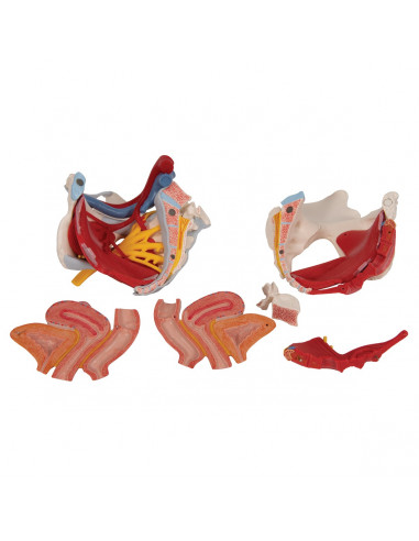 Pelvi femminile 3B Scientific con...