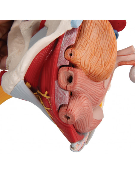 Pelvi femminile 3B Scientific con legamenti, vasi, nervi, pavimento pelvico e organi, in 6 parti H20/4