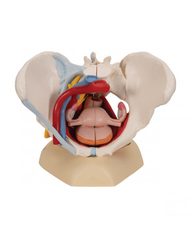 Pelvi femminile 3B Scientific con...