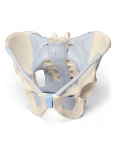 Modello anatomico di scheletro di bacino maschile con legamenti 3B Scientific H21/2
