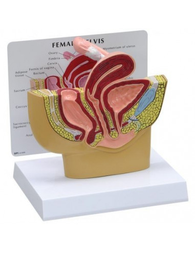 Modello anatomico di Pelvi femminile in sezione 3B Scientific 1019561