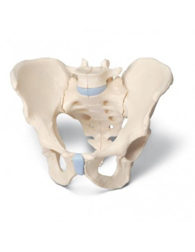 Modello anatomico di scheletro di bacino maschile 3B Scientific H21/1