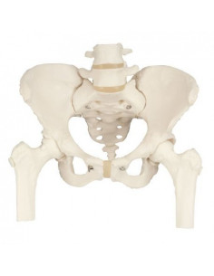 3B Scientific, Modello di...