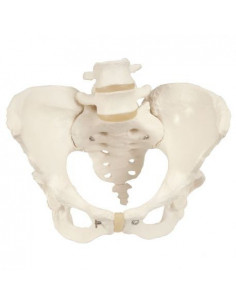 3B Scientific, modello...