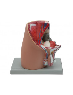 Modello di apparato...