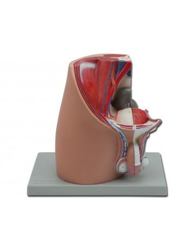 Modello di apparato genitale maschile, scomponibile in 4 parti. GM40105