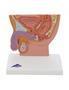 Modello anatomico di bacino...