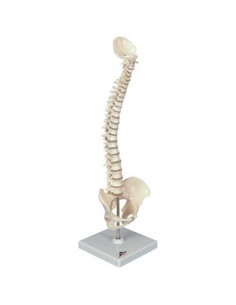 Mini colonna vertebrale...
