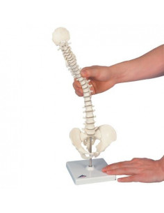 Mini colonna vertebrale 3B...