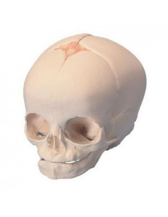 Modello anatomico di Cranio...