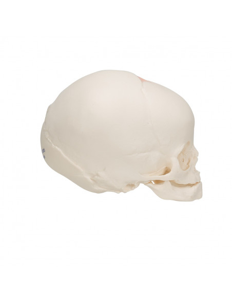 Modello anatomico di Cranio di feto A25 3B Scientific