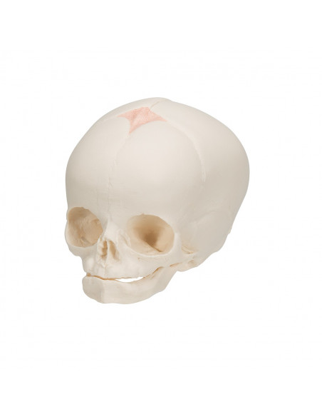Modello anatomico di Cranio di feto A25 3B Scientific