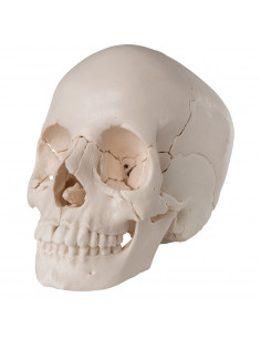 Cranio scomponibile in 22... 2