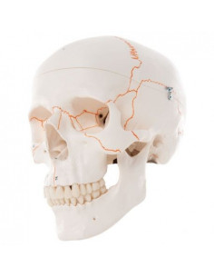 Cranio 3B Scientific,...