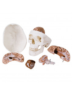 Cranio didattico... 2