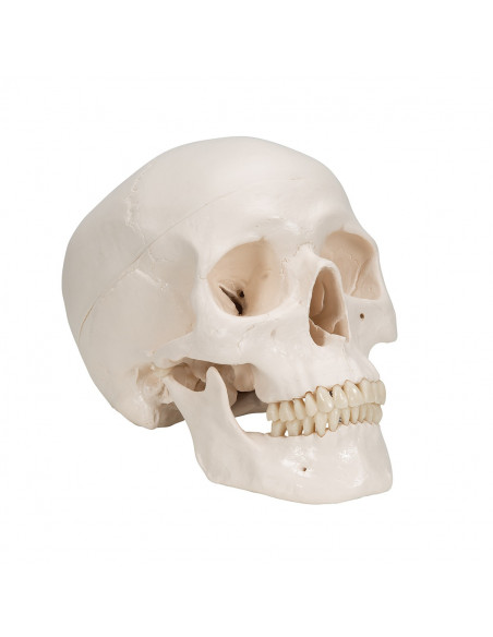 Cranio didattico scomponibile in 8 parti con cervello, modello anatomico 3B Scientific A20/9