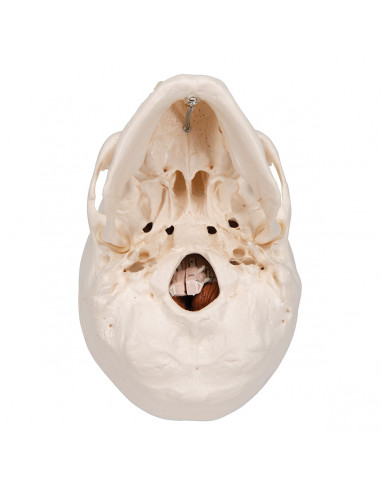 Cranio didattico scomponibile in 8...