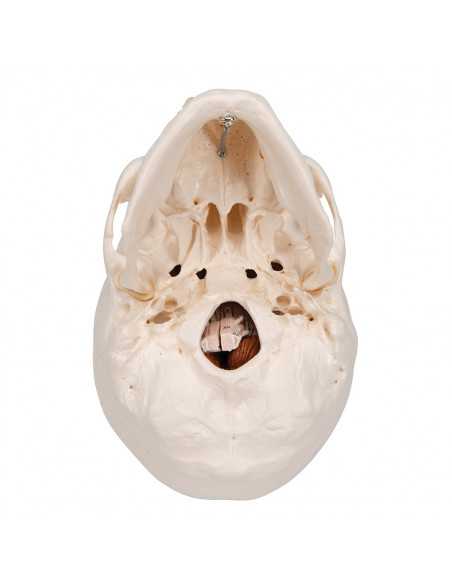 Cranio didattico scomponibile in 8 parti con cervello, modello anatomico 3B Scientific A20/9