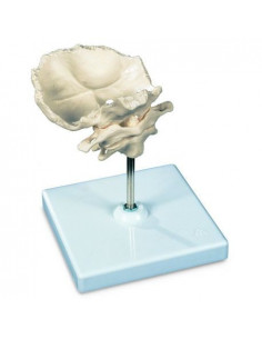 Atlante e epistrofeo 3B...