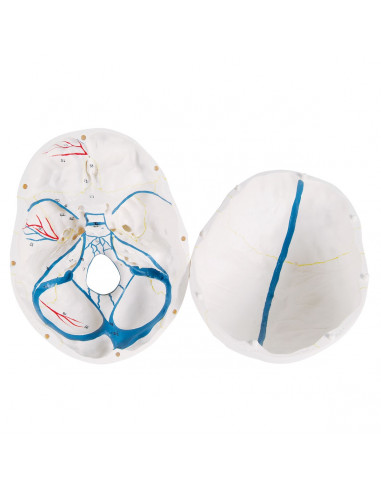 3B Scientific, modello anatomico di...