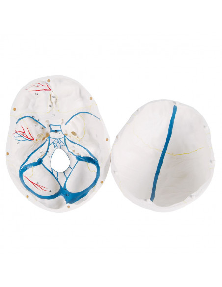 3B Scientific, modello anatomico di Cranio didattico classico con mandibola aperta A22